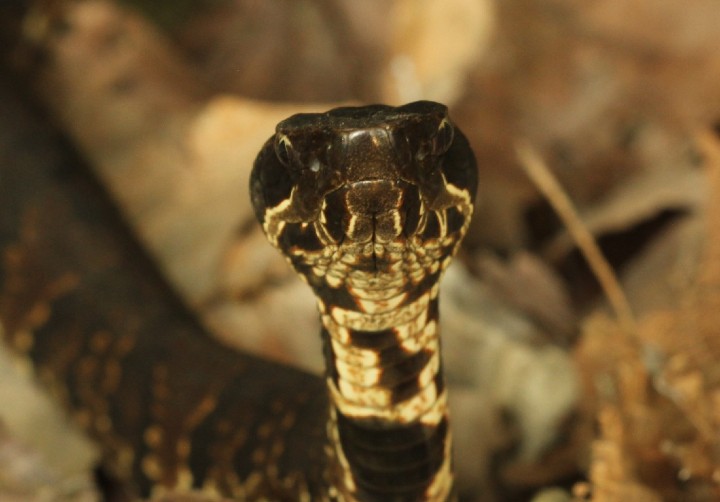 Cottonmouth